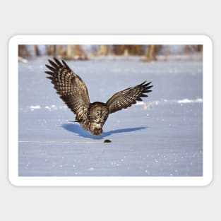 Great Grey owl catches a mouse Sticker